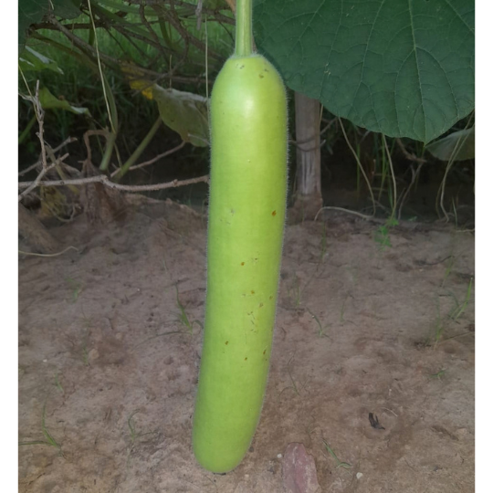 karuna image 001