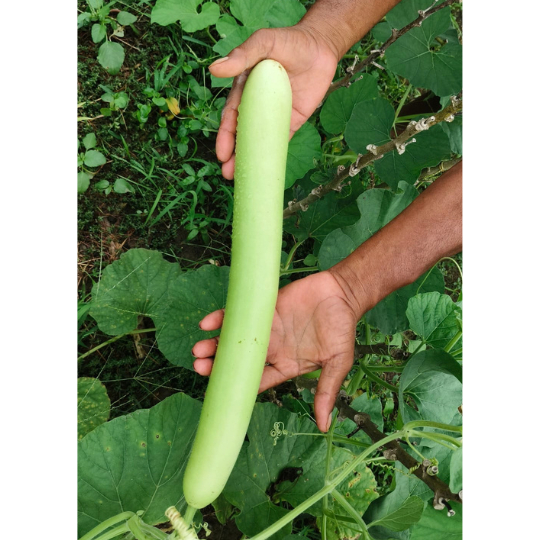 karuna image 002