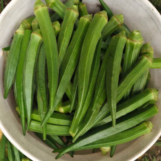 kuber okra website 002