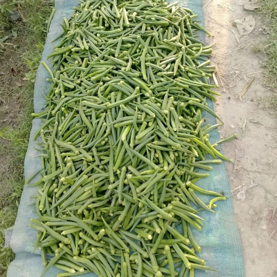 kuber okra website 003
