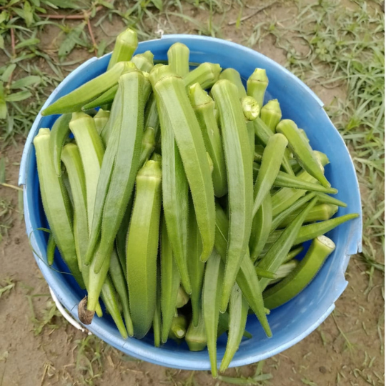 kuber okra website 004