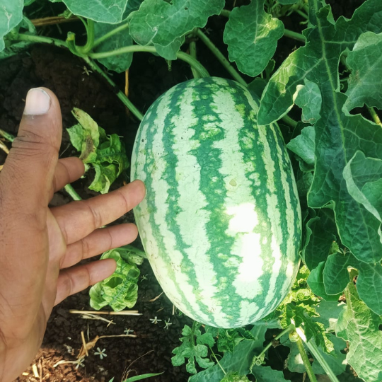 madhur watermelon 001