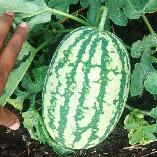 madhur watermelon 002