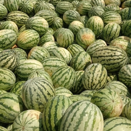 madhur watermelon 003