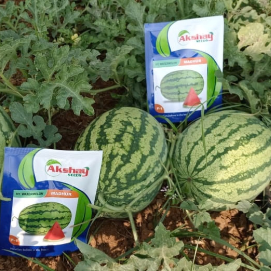 madhur watermelon 004