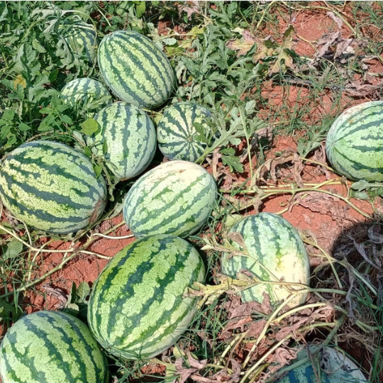madhur watermelon 005