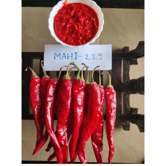 mahi-chilli-img-for-web-002