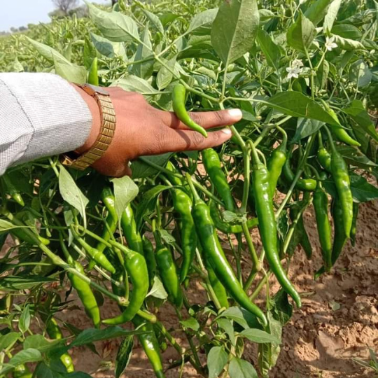 mahi-chilli-img-for-web-003