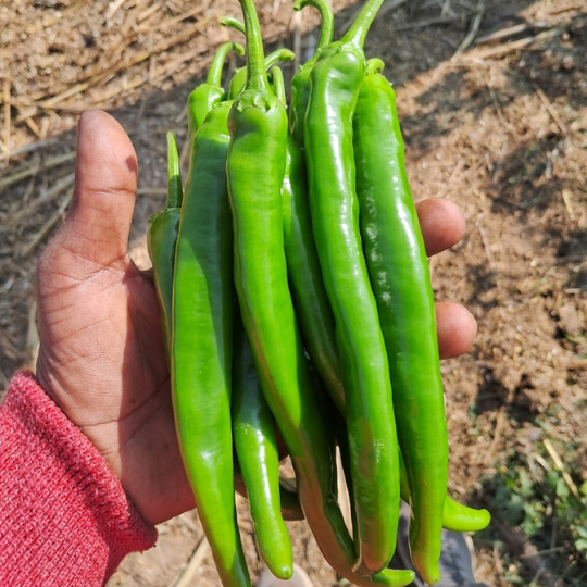 mahi-chilli-img-for-web-004