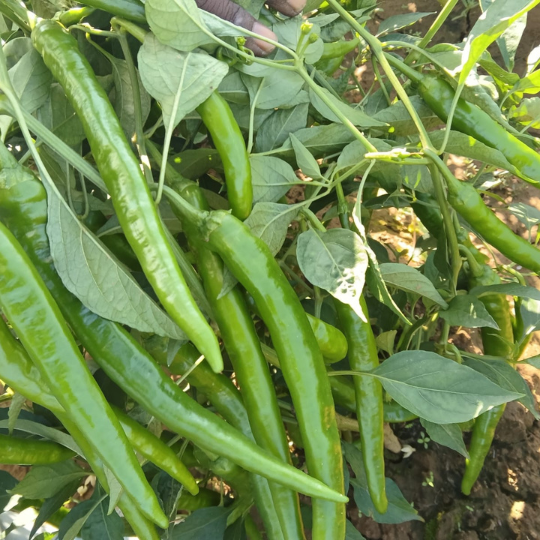 mahi-chilli-img-for-web-005