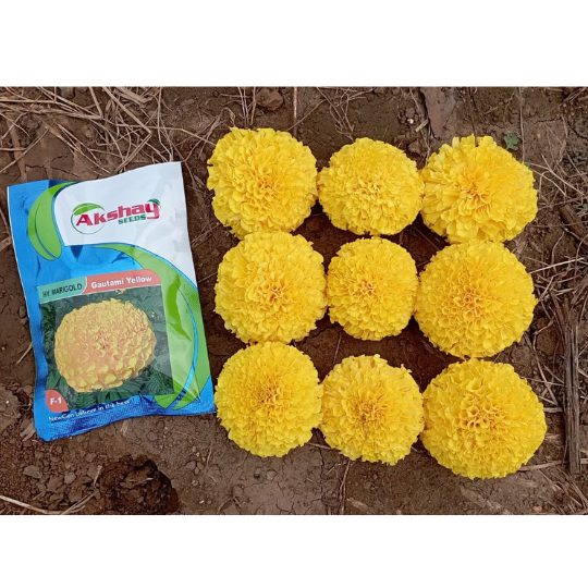 marigold gautami 001