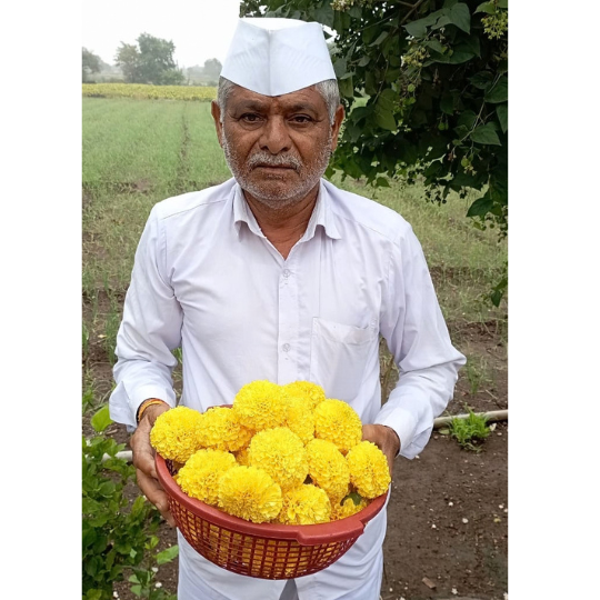 marigold gautami 002