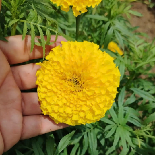 marigold gautami 003