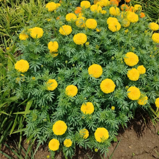 marigold gautami 004