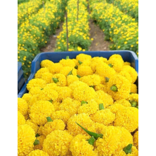 marigold gautami 005