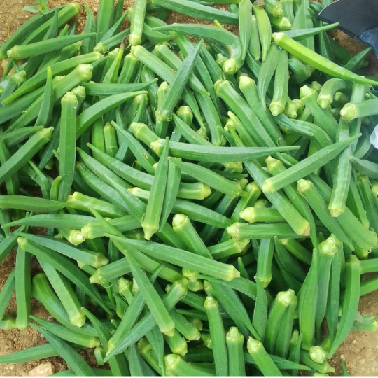 niyati okra 003