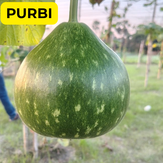 purbi image 002