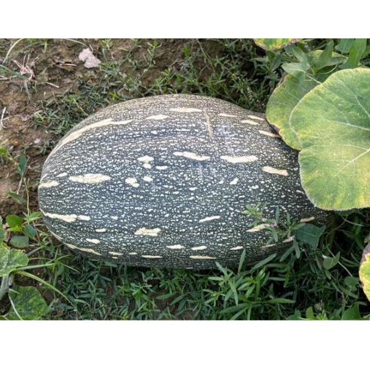 pushpa image 004