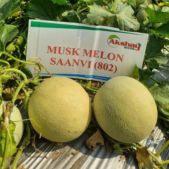 saanvi muskmelon 001