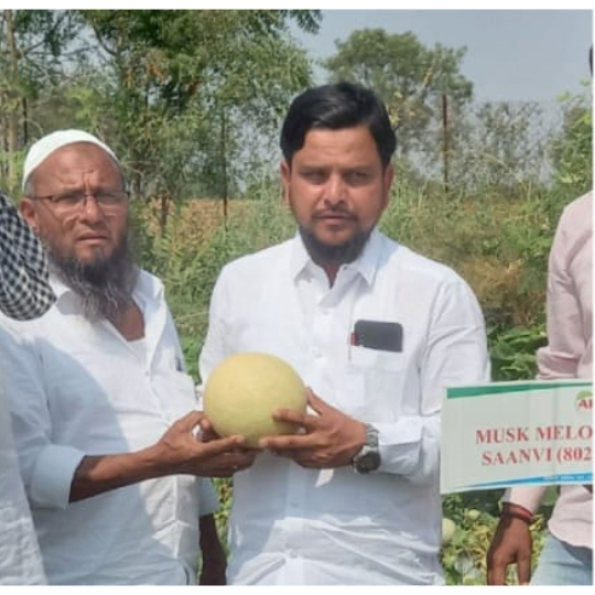 saanvi muskmelon 003