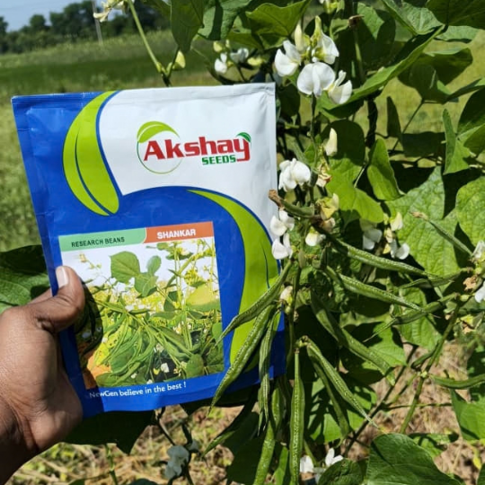 shankar beans 001