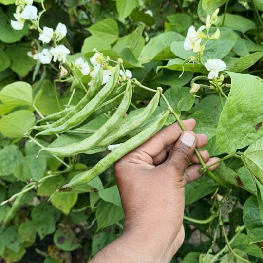 shankar beans 003