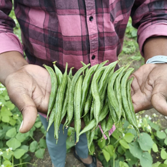 shankar beans 004