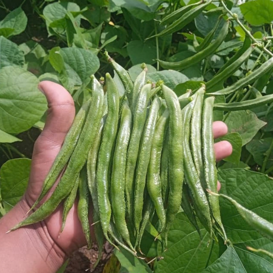 shankar beans 005