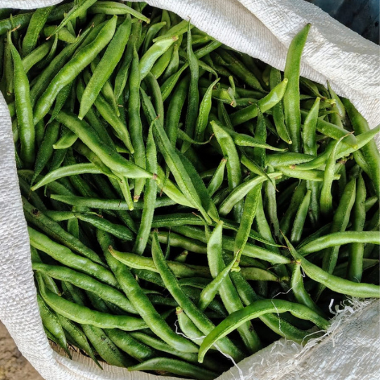 shankar beans 006