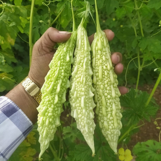 shubhra bitter gourd 001