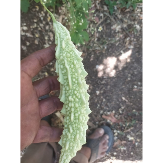 shubhra bitter gourd 003