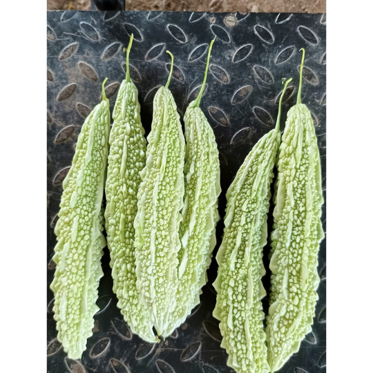 shubhra bitter gourd 004