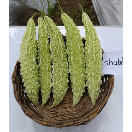 shubhra bitter gourd 005