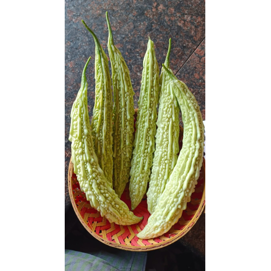 shubhra bitter gourd 006