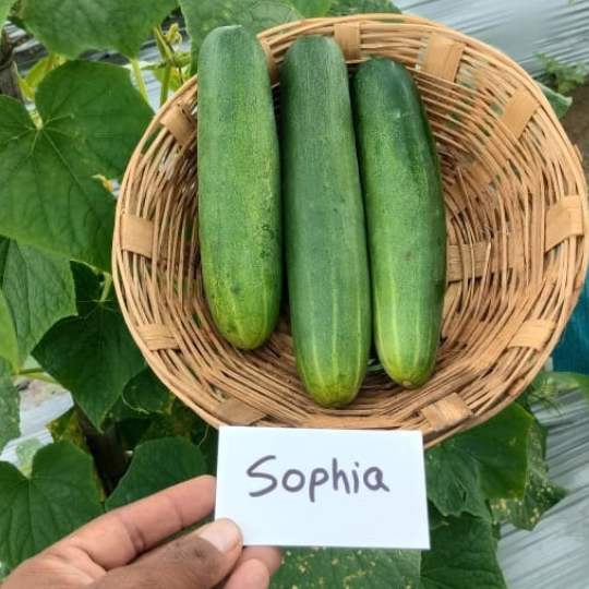 sophia 005