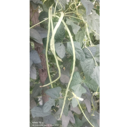 subhadra image website 001