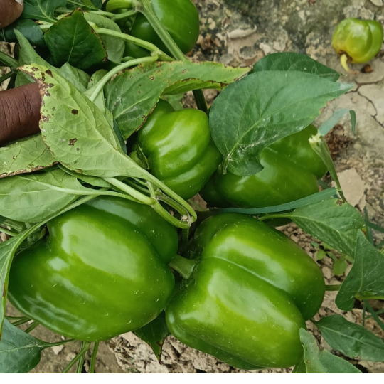 suman capsiccum image 001