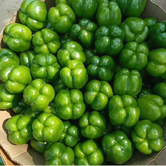 suman capsiccum image 002
