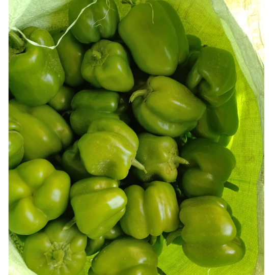 suman capsiccum image 003