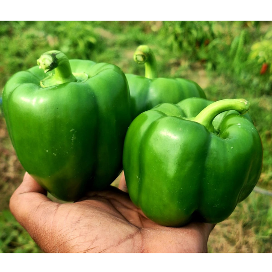 suman capsiccum image 005