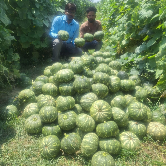 vijeta pumpkin 001