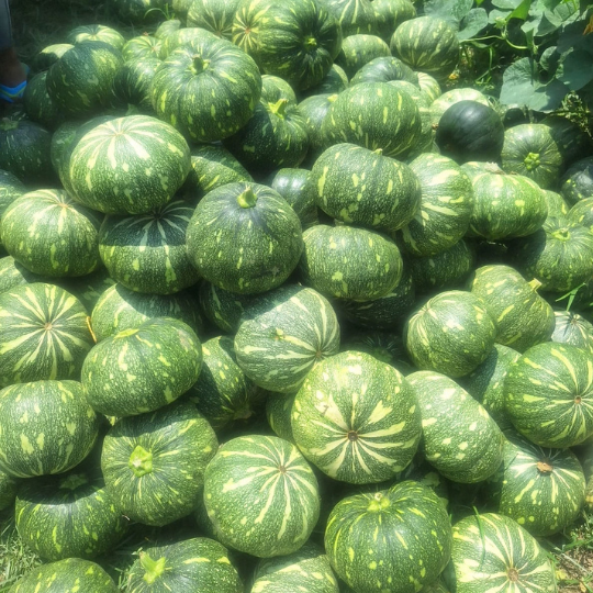 vijeta pumpkin 002