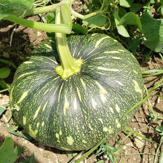 vijeta pumpkin 003