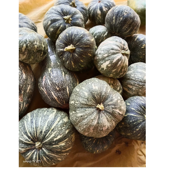 vijeta pumpkin 004