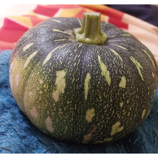 vijeta pumpkin 005