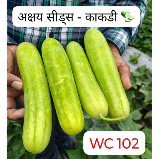 wc 102 cucumber 001