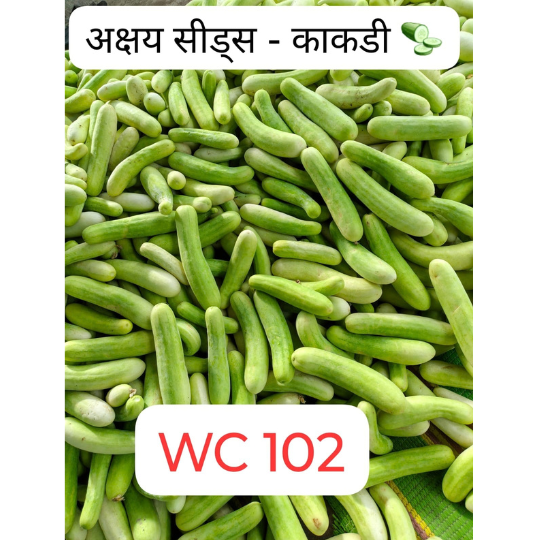 wc 102 cucumber 002
