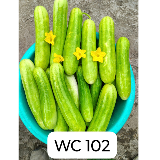 wc 102 cucumber 003