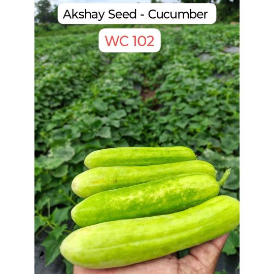 wc 102 cucumber 004