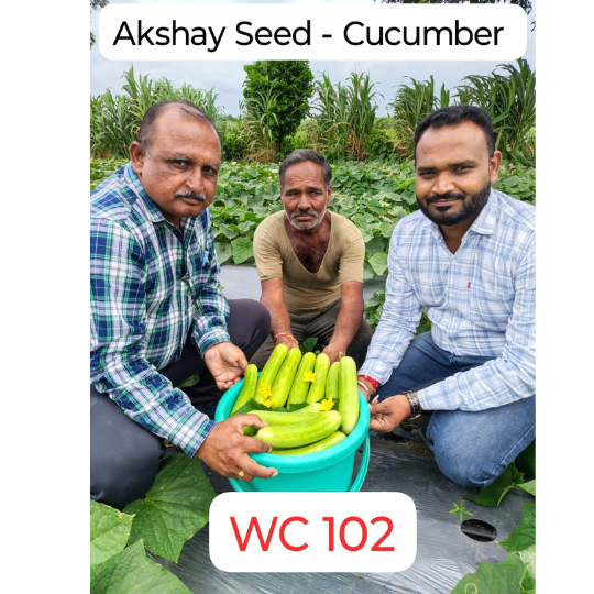 wc 102 cucumber 005